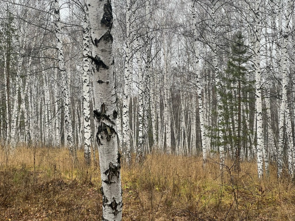 «Лесные» участки в продаже&nbsp;!